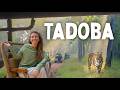 India S INCREDIBLE Tadoba National Park THIS Is The Tiger Safari You Can T Miss In India