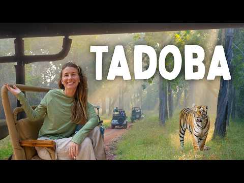 India's INCREDIBLE Tadoba National Park | THIS Is the Tiger Safari You Can’t Miss in India 🇮🇳