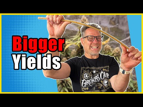 Maximize Your Cannabis Yield: Topping vs. Single Cola
