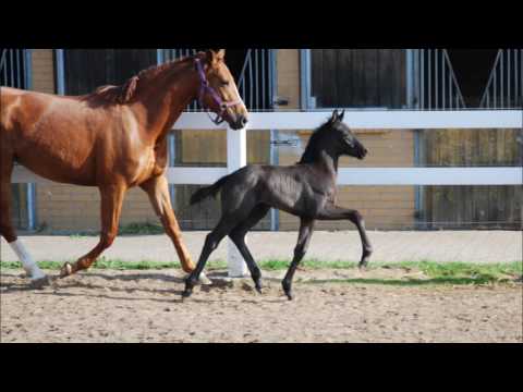Hengstfohlen *2017 v. Morricone - Quaterback