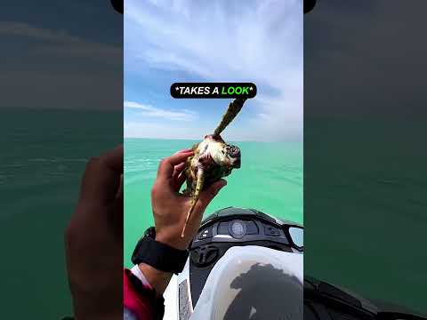 Man helps a turtle in need ❤️👏