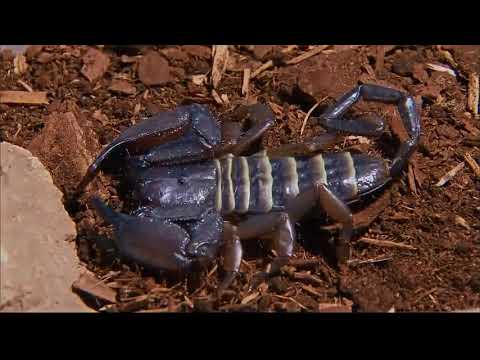 Scorpions: Beneath the Stinger | Documentary | Part 1 | #scorpio  #documentary #jungle #wildlife
