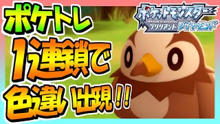 【ポケモンBD】ポケトレ1連鎖目で光ってもいない草むらから色違いのムックル出現！！ #Shorts