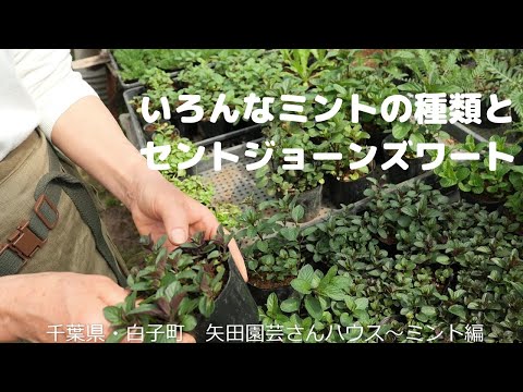 園芸 カントン フェアリー ベル、カントン ディスポルム