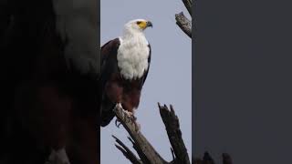 Download lagu Burung Elang siRaja Udara mp3