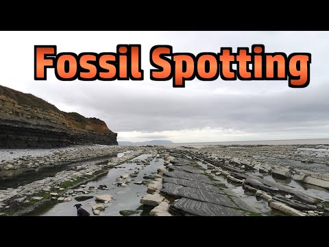 Fossil Spotting at East Quantoxhead