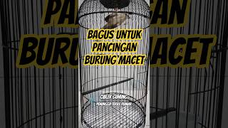 Download lagu Pancingan untuk burung cigun stress atau macet bunyi #cigun #ciblek #kicaumania mp3