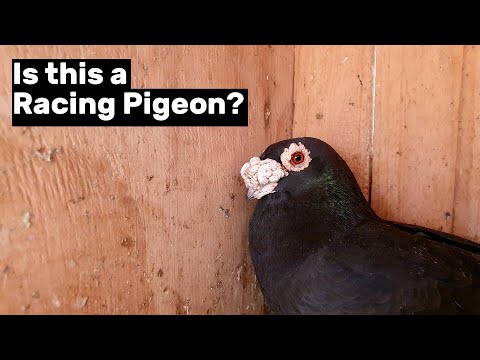 , title : 'Am I breeding Almond Racing Pigeons?'
