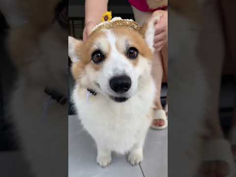 Am I as bright as a sunflower? -  corgi cute #dog #pets