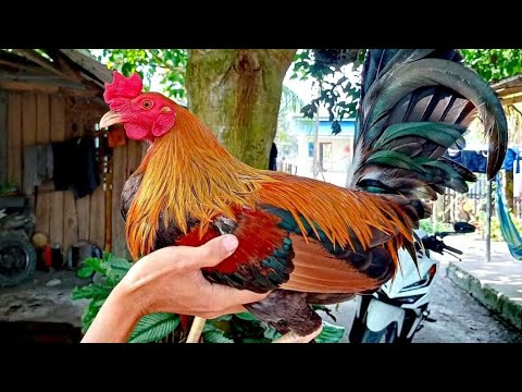 naka bili ako ng Golden Monkey Sweater, Backyard visit!