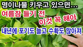 명이나물 재배하고 있으면 여름잠 들기 전에 꼭 이것 해야 내년에 포기 수도 늘어나고 잎도 넓어지고 두꺼워져 …