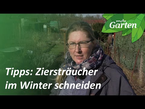 Ziersträucher im Winter schneiden | MDR Garten