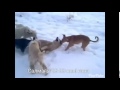 Охота на волка Wolf Hunting 