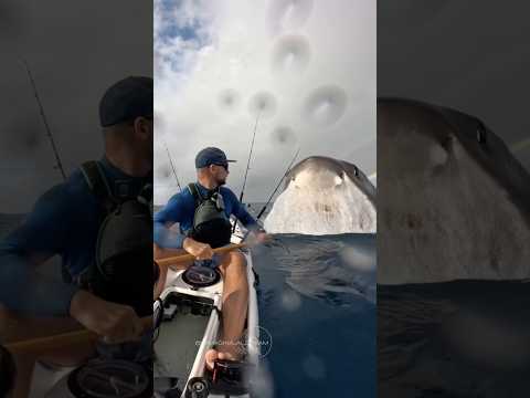 🌊🦈 The worst nightmare for anyone who loves the sea… #greatwhiteshark #shark #aivideo