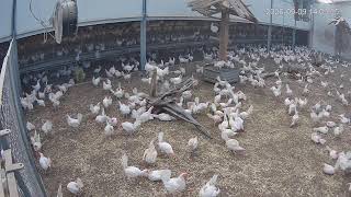 Kipster Venray Cam 2 live webcam