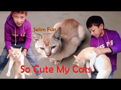 Viral Moment! Nephew & Cat’s Funny Playtime! 🐱😂 | Selim Fun | HD Video