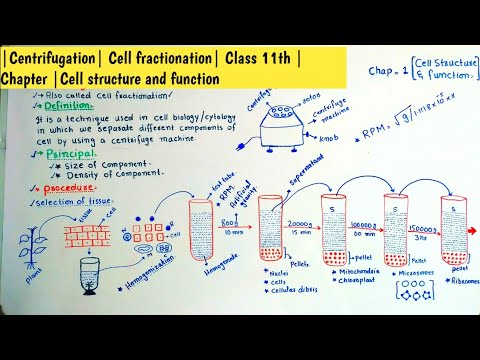 |Centrifugation| Cell fractionation| Class 11th |Chapter |Cell structure and function