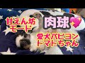 【パピヨンのトマトちゃん】肉球かわいい甘えん坊犬。