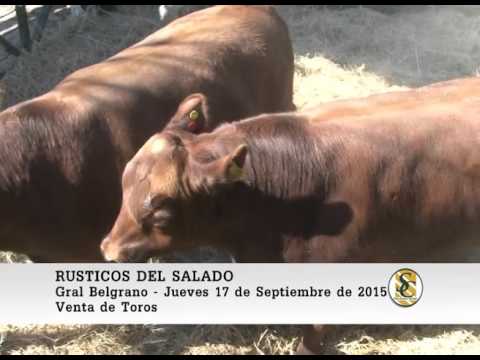 17-09-15 Venta de Toros - Rusticos del Salado - General Belgrano.