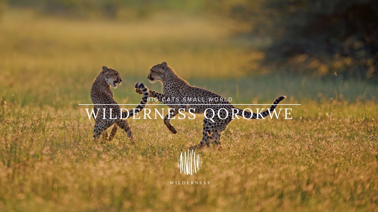 Big Cats Small World at Wilderness Qorokwe