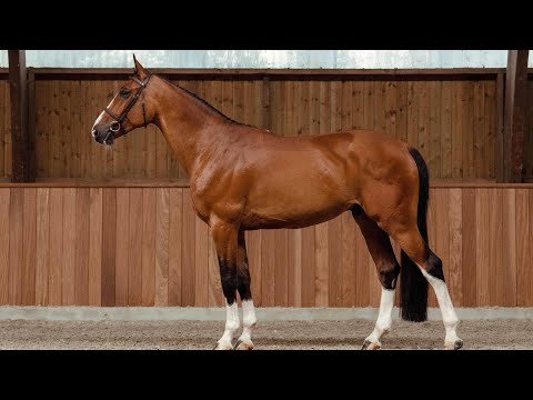 Trouble D - Standing