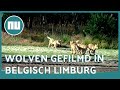 Vier wolvenwelpen spelen met elkaar in Belgisch-Limburg | NU.nl