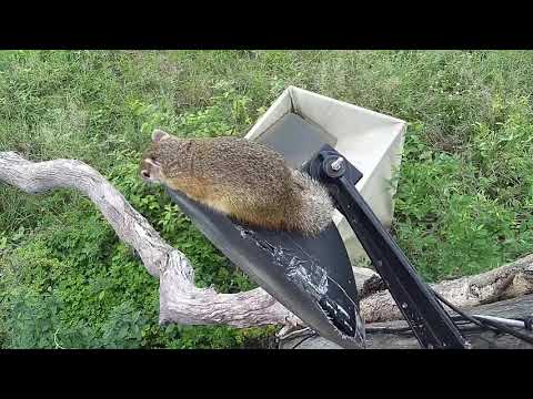 Djuma: Squirrel and Slender Mongoose - 08:22 - 12/04/20