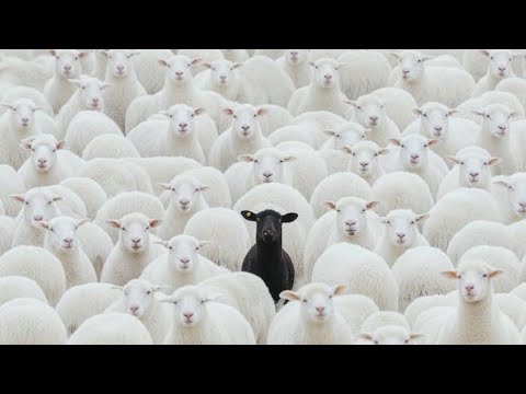 Nobodys Favorite - Streets raised me feat. Holiday Frm816