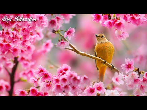 Lepa klavirska glasba | zelo nežna sproščujoča glasba za lajšanje stresa! zdravilna glasba, klavir