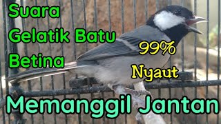 Download lagu Suara burung gelatik batu betina memanggil jantan  mp3 Download lagu Suara burung gelatik batu betina memanggil jantan  mp3