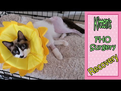 Essential Guide: Post-Hip Surgery Care for Cat, with a Surprise Ending 😺