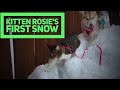 Kitten Rosie's First Snow with Husky Pack