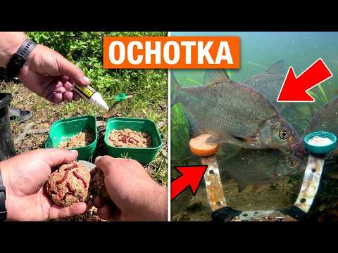 Czy obecność zapachu ochotki coś zmieni?