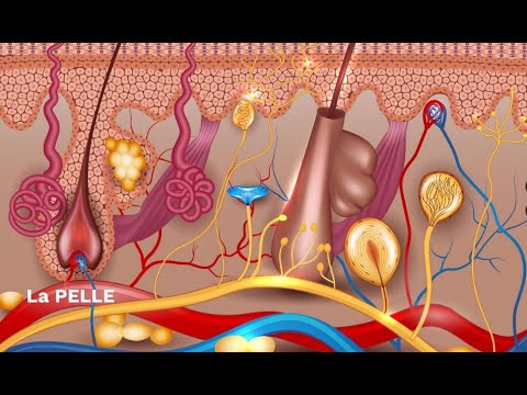 SCIENCE SUPERSYNTHESIS - The skin or integumentary system (second grade)