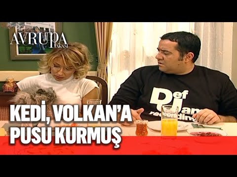 Volkan, Aslı'nın kedisinden tırsıyor - Avrupa Yakası 77. Bölüm