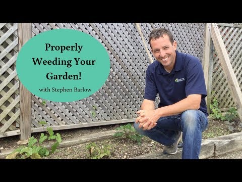 Barlow's TV [Episode 108] General Weeding Tips