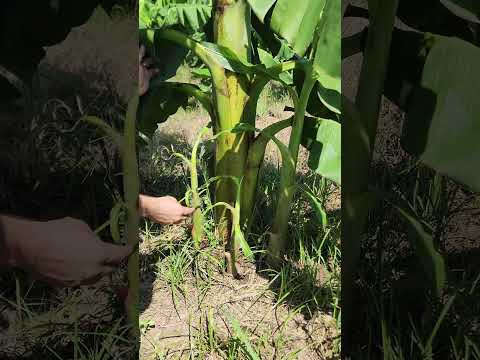 Cómo seleccionar un buen hijo para una segunda cosecha en una plantación de Plátano 🍌