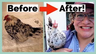Do Natural Remedies for Chickens REALLY Work?