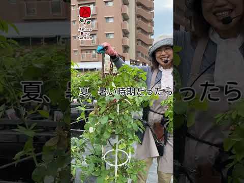 なぜバラの茂みにニンニクを加えるのですか？おばあちゃんが教えた、いい香りのバラを育てるためのヒント  庭園