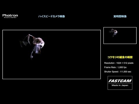 蛾の尾がコウモリソナーを混乱させる