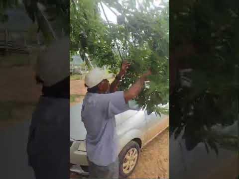 mato verde Minas gerais