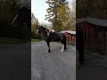Mounting A 19hh Horse Bareback