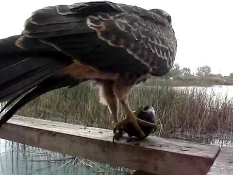 download lagu mp3 mp4 Caracolero, download lagu Caracolero gratis, unduh video klip Caracolero