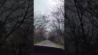 [日韓夫婦] 韓国 済州島でも桜咲く 桜道。한일부부 신풍리 벗꽃길 제주도...jeju