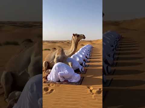 🐫 MIRACLE! Camel Prays with Men! 🙏 معجزة! جمل يصلي مع الرجال!