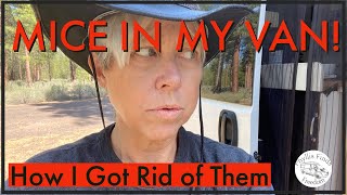 How to get rid of mice in your van or rv