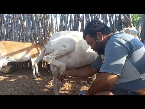 ARLINDO É UM CRIADOR DE CABRA QUE MORA EM SOLEDADE NA PARAÍBA TEM MAIS DE 20 CARAS