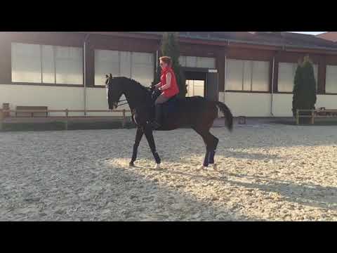 Выездка ✨ Галина и Олигарх ✨КСК Дивный