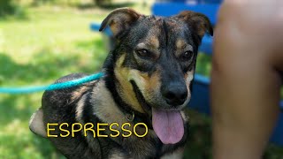 Video preview image #1 Mutt Puppy For Sale in Rockaway, NJ, USA