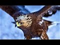 20 Largest Birds of Prey